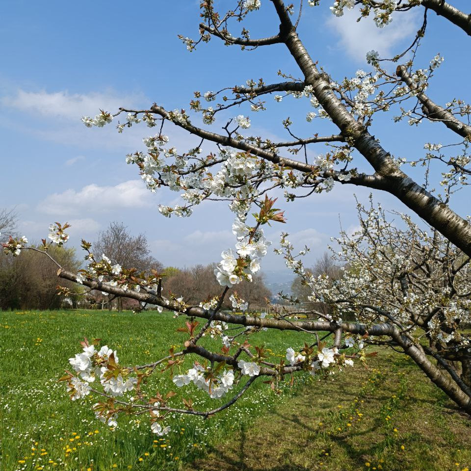 Frutteti e Ciliegie IGP di Agriturismo CantaRana