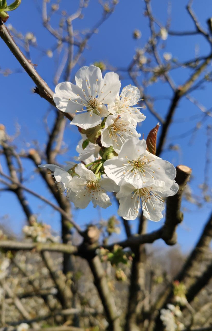 Fiori nel giardino di Agriturismo CantaRana