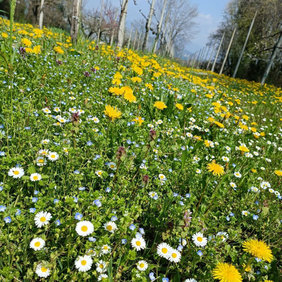 Ciliegio in fiore con petali bianchi su una collina di Marostica
