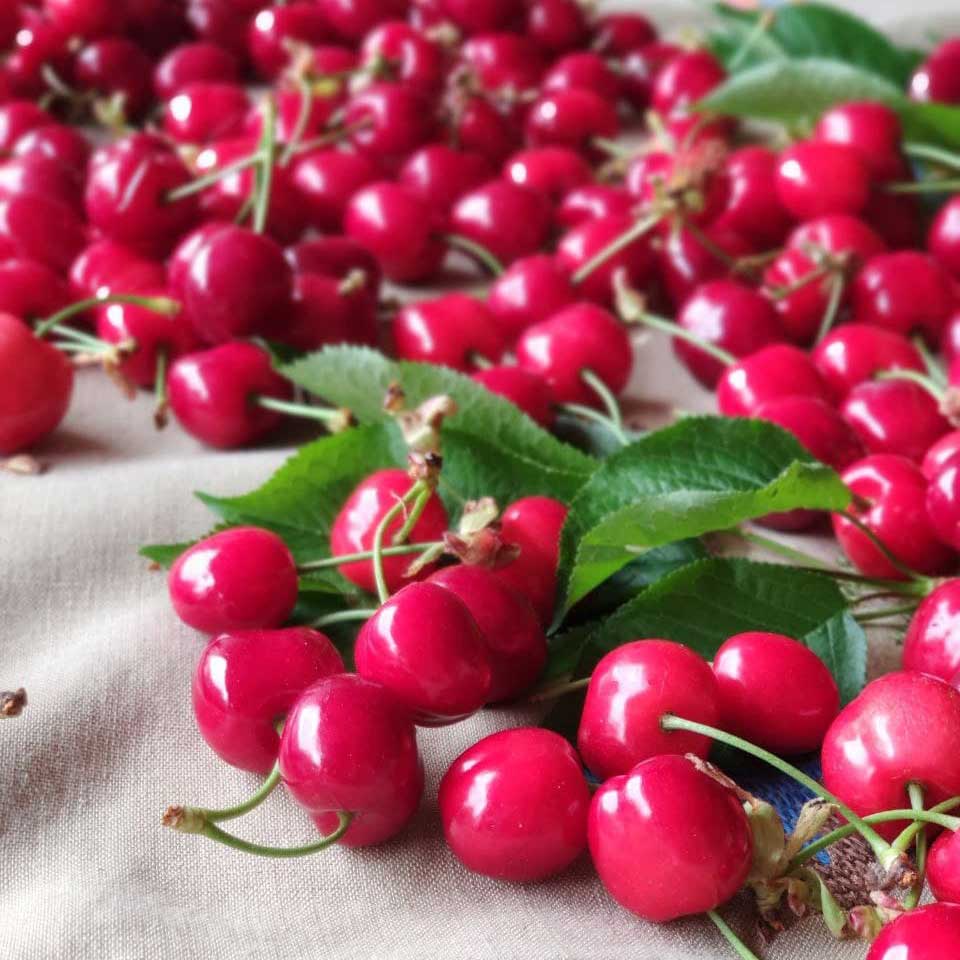 Ciliegie di Marostica IGP, vendute direttamente dal produttore presso l'Agriturismo CantaRana