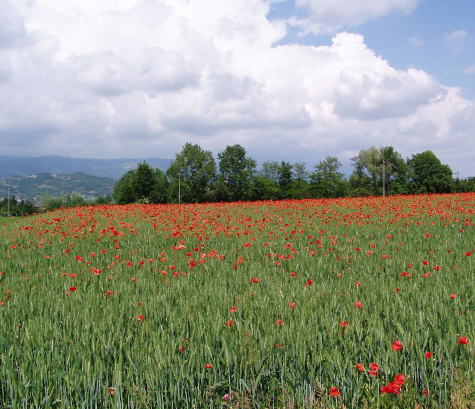 Panorama rurale con papaveri in fiore presso l'Agriturismo CantaRana