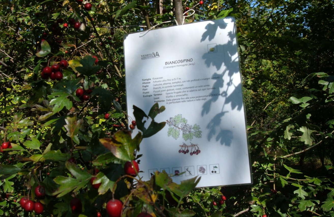 Fiori di Biancospino nel paesaggio rurale dell'Agriturismo CantaRana