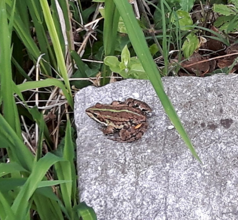 Una rana nel corso d'acqua dell'Agriturismo CantaRana, immerso nella natura