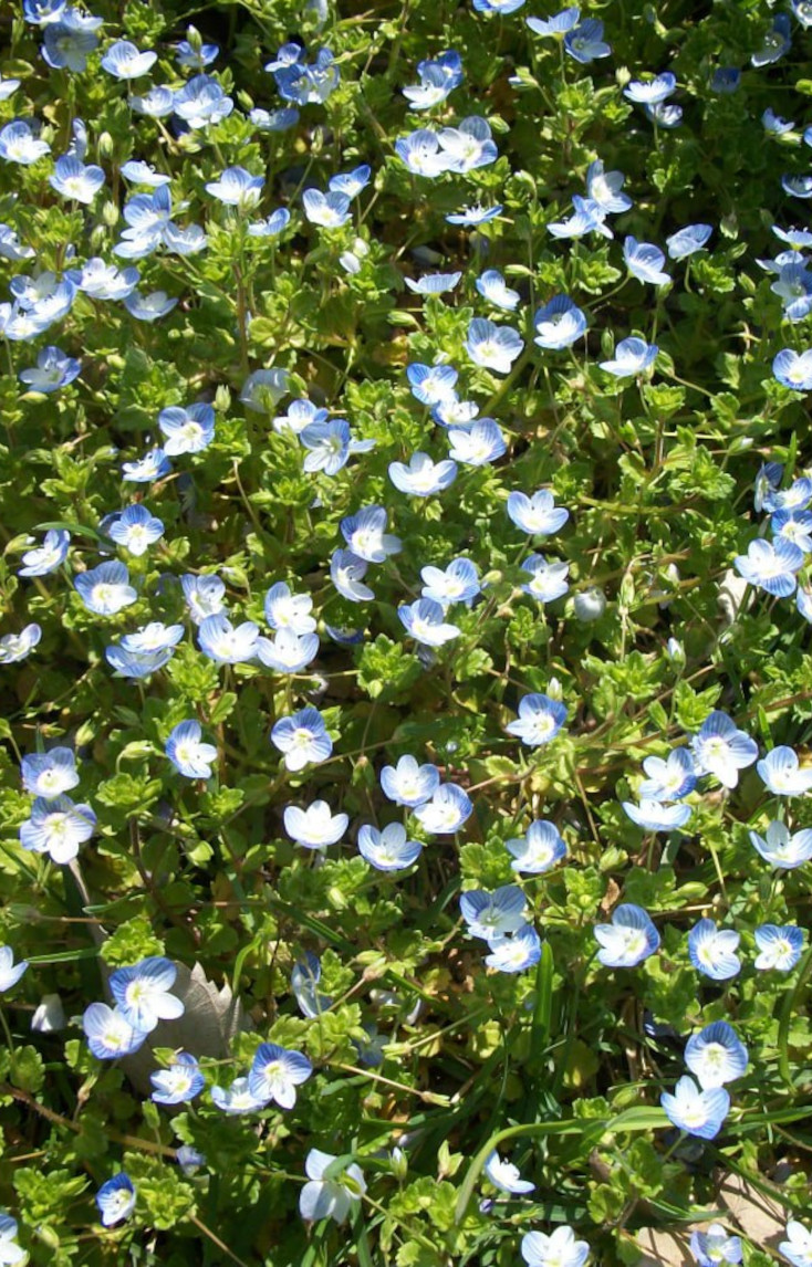 Fiori colorati nel paesaggio rurale dell'Agriturismo CantaRana