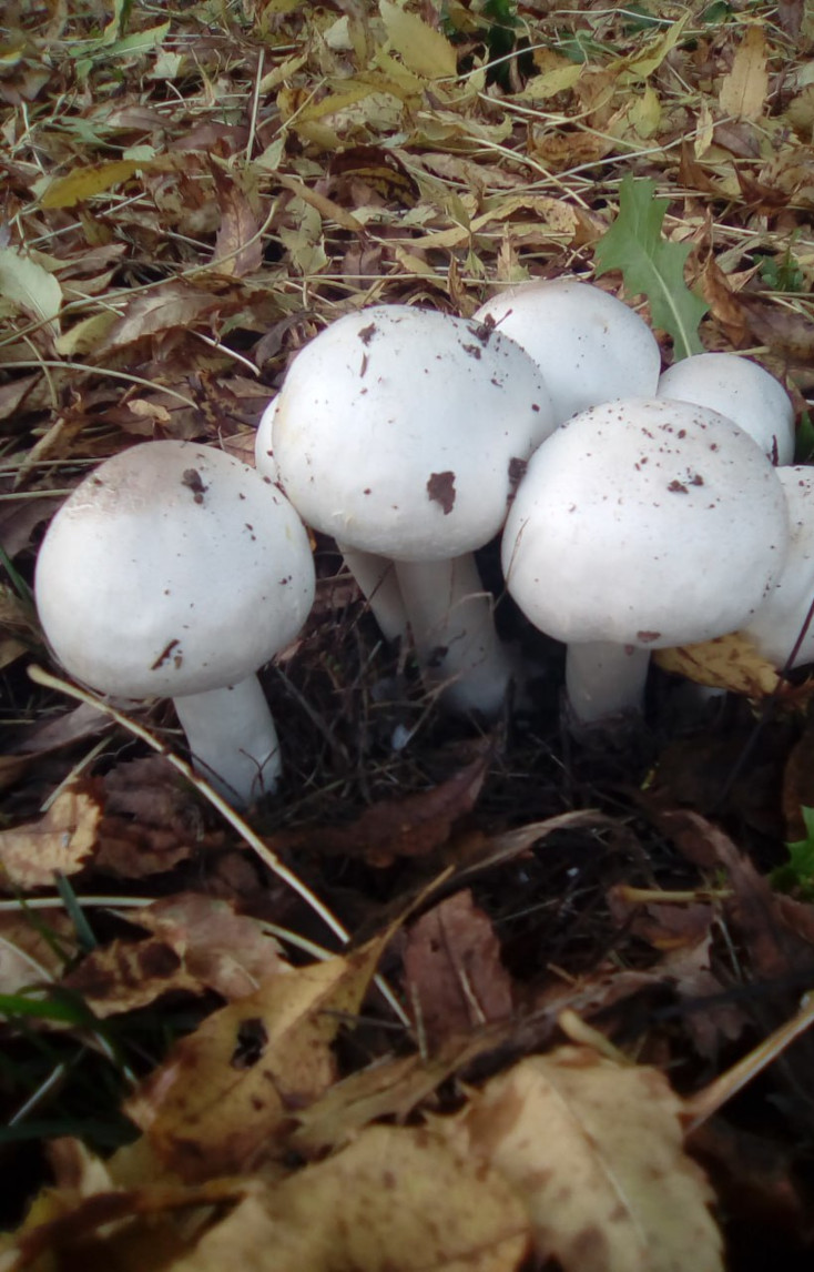 Funghi selvatici raccolti nel bosco di CantaRana