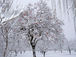 Alberi da frutto con la neve